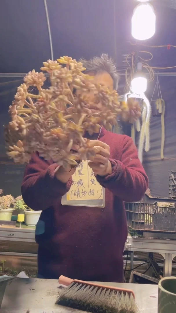 369淡雪缀化一物一拍(微瑕