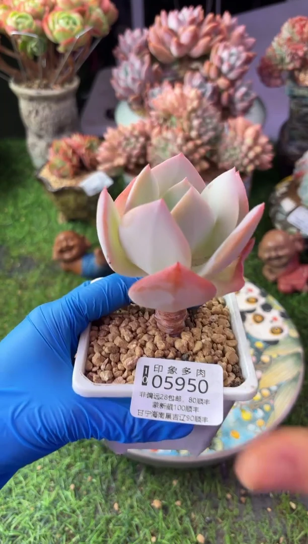 昆明印象多肉05950