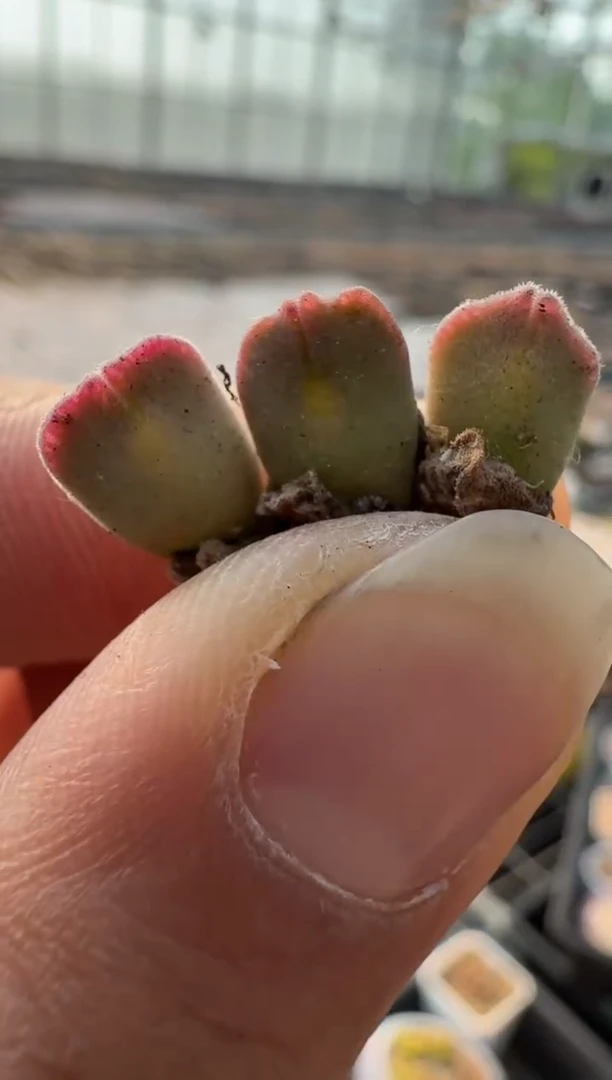 美丽的肉石头10-251空蝉一颗