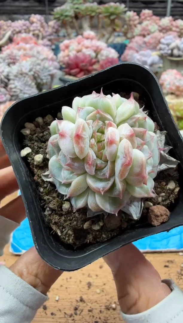 东云多肉园二店-695