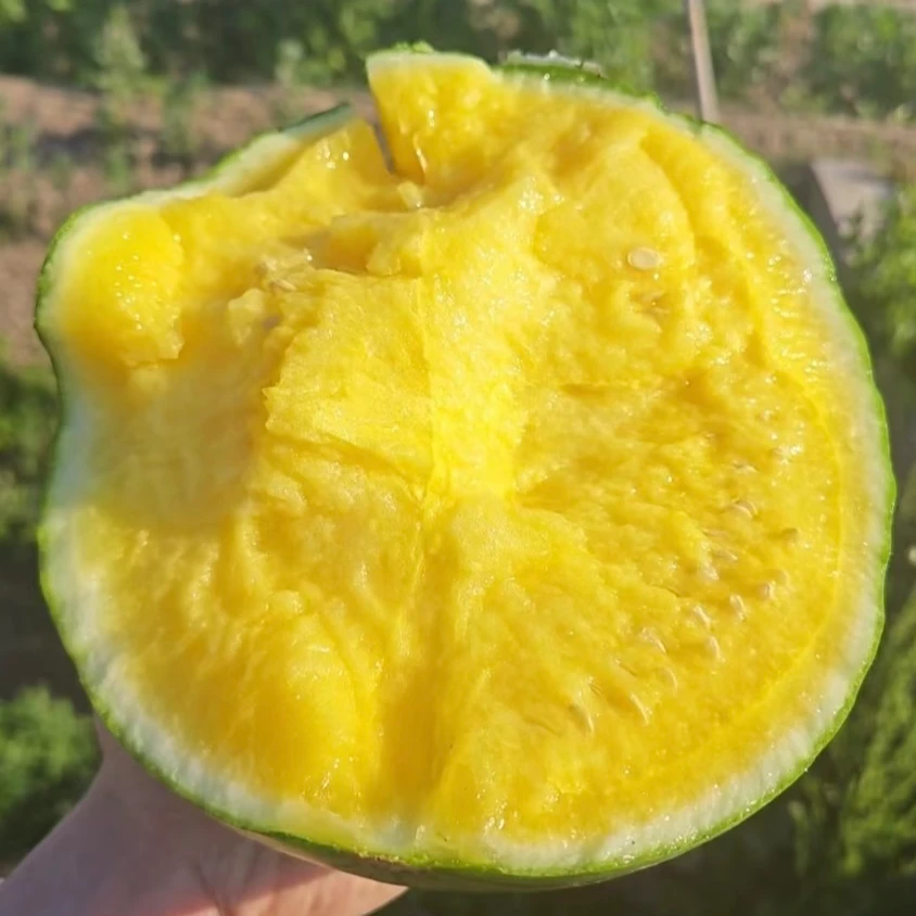 特小凤西瓜（黄壤）1个｜整果，不切特小凤