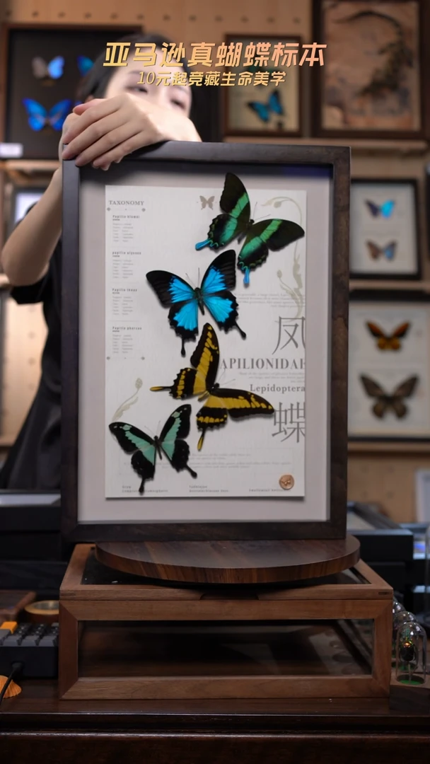 4只凤蝶组合高货鸡翅木博物级别装裱