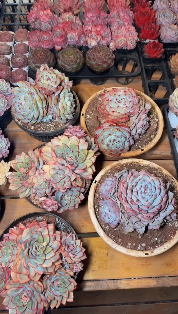 230#多头白拉糖（15cm）脱土