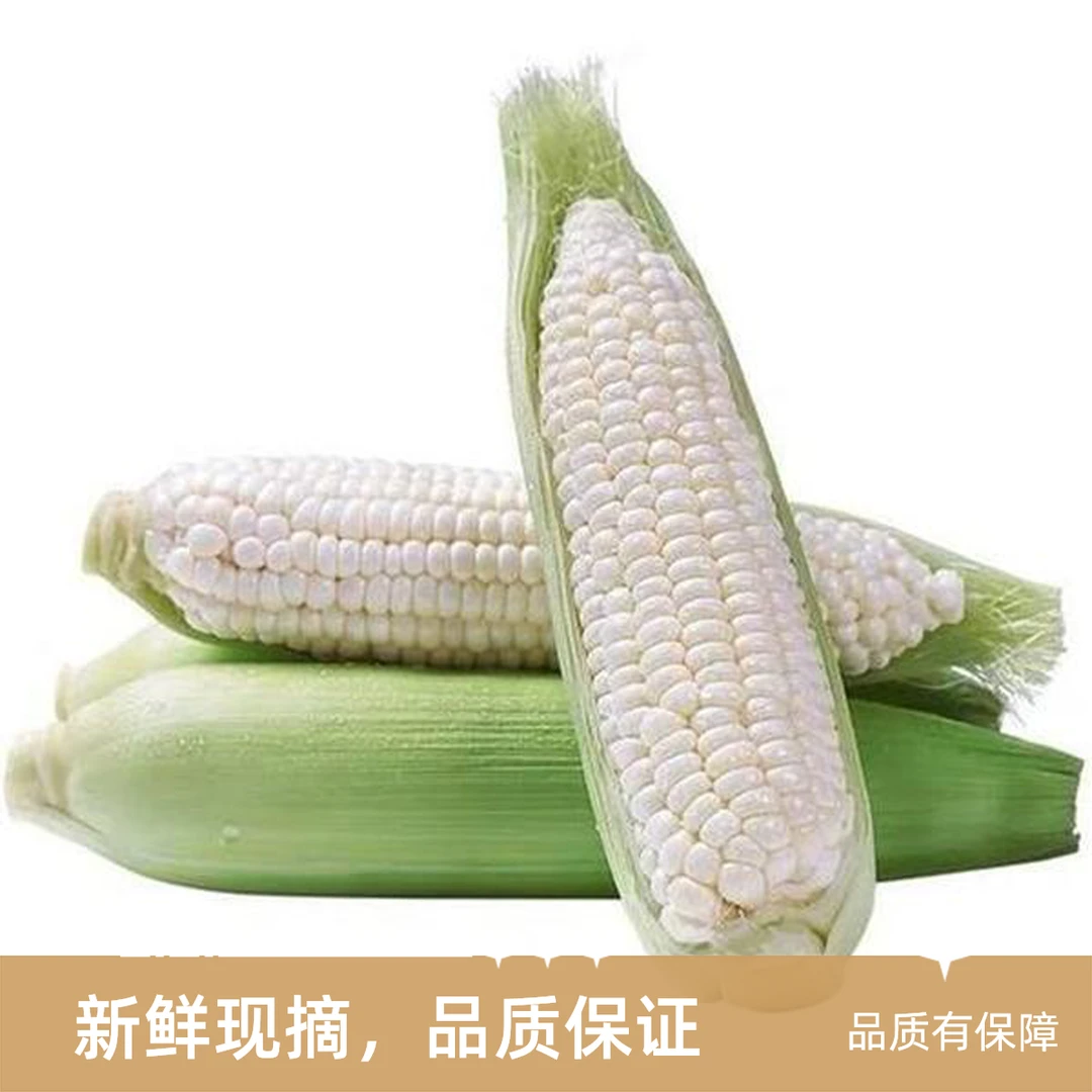 蔬菜 白玉米 新鲜 500g白糯玉米上海市上海市