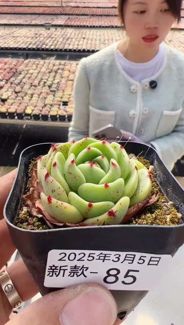 【闪购商品】新款多肉-85