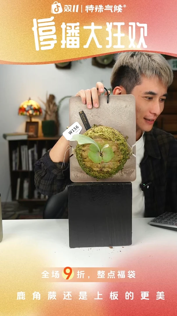 不开花植物W156-斑比侧芽