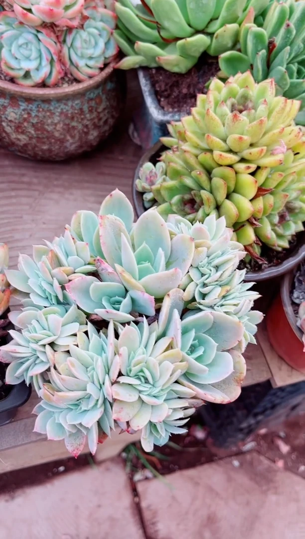26104多肉植物一物一拍