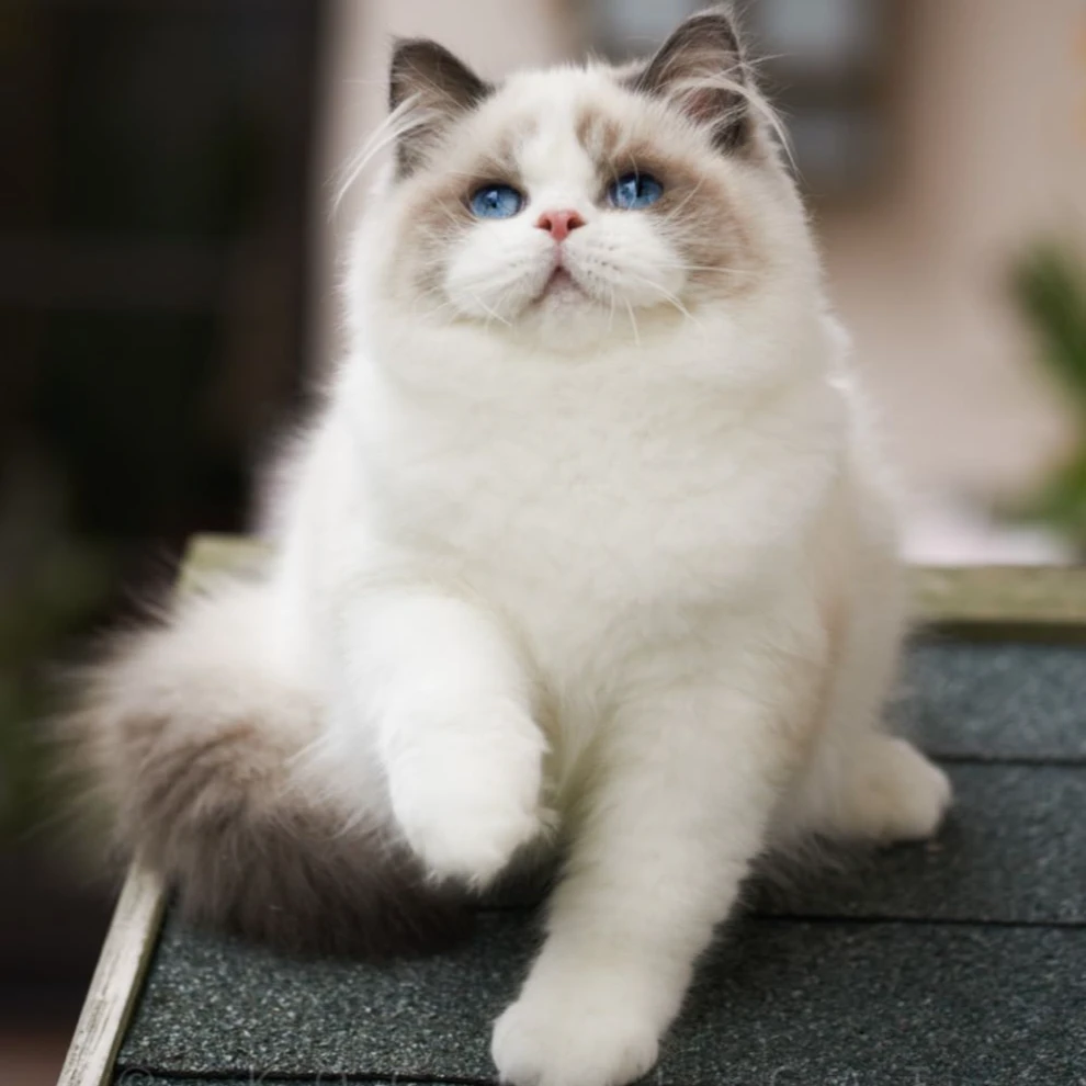 【婷婷家】精品布偶猫