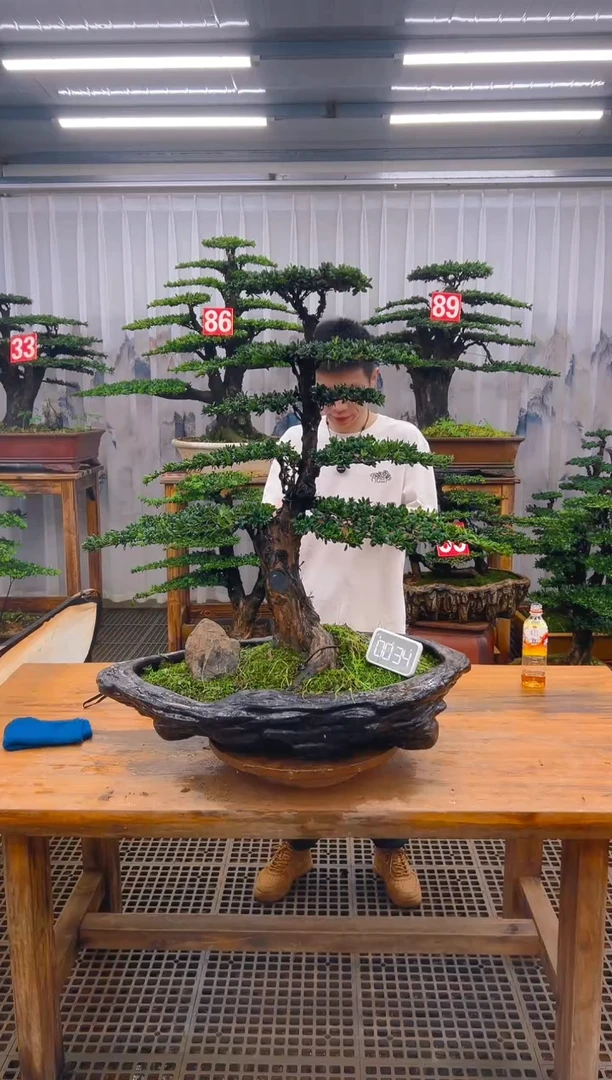 无花朵精品盆景直播间一物一拍