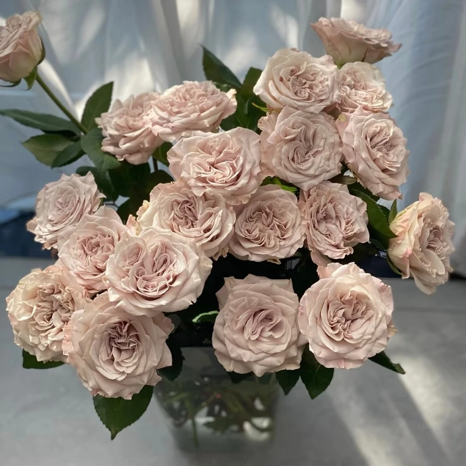 一加仑貂蝉 （威斯敏特大教堂）月季  复古色大花花色多变分枝性好