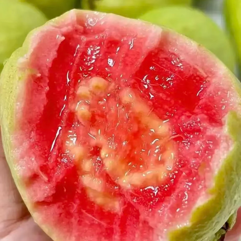 1箱【红心芭乐水果】软糯丝滑，香甜绵密，净果2.5斤左右福建省福建省