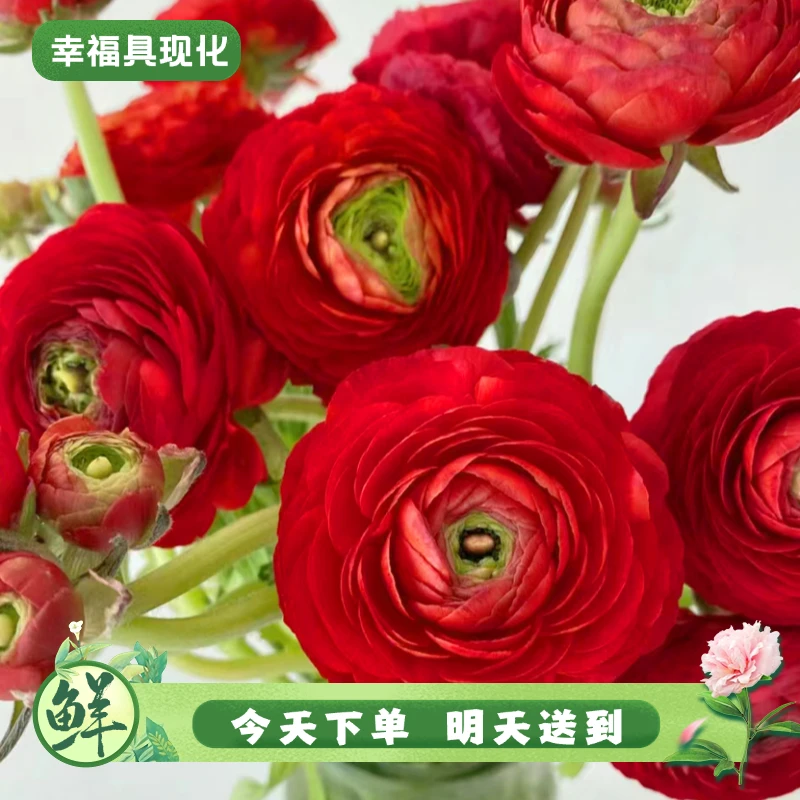 【明日必达】红色洋牡丹8-10枝-6头生活鲜切花-全场任意俩单京东包邮到家