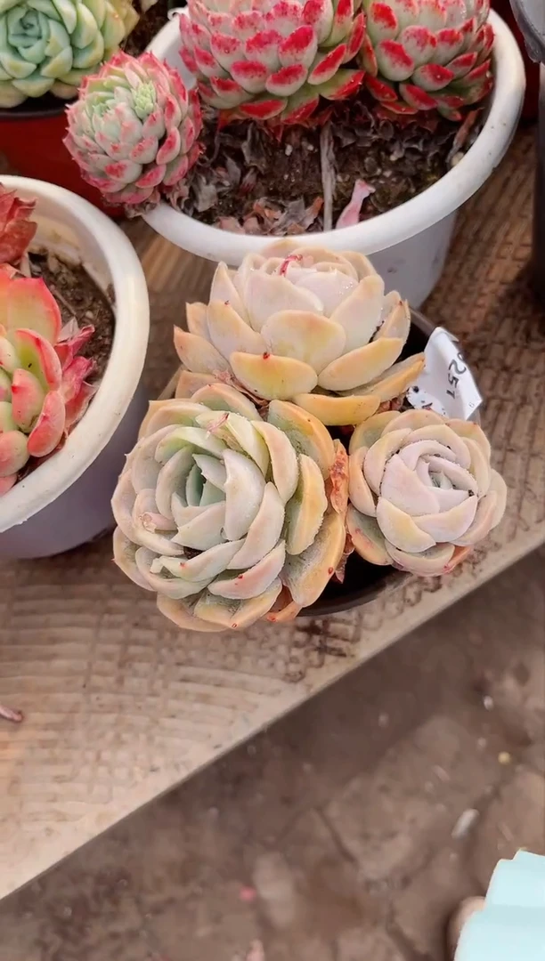 【闪购商品】09251多肉