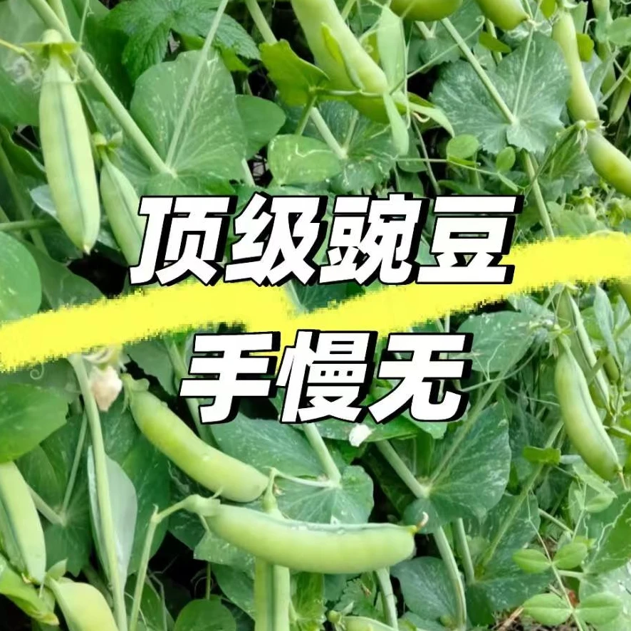 湖南新鲜豌豆嫩脆香甜带壳青豆荚当季蔬菜