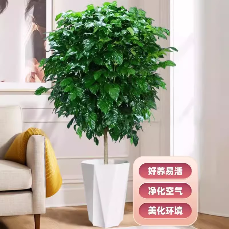 【送货上门】1.4米--1.6米幸福树盆栽办公室内客厅新家吸甲醛好养活