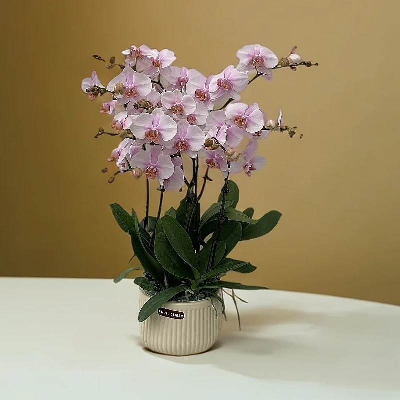 【晚风】蝴蝶兰室内种植观赏送礼带花发货