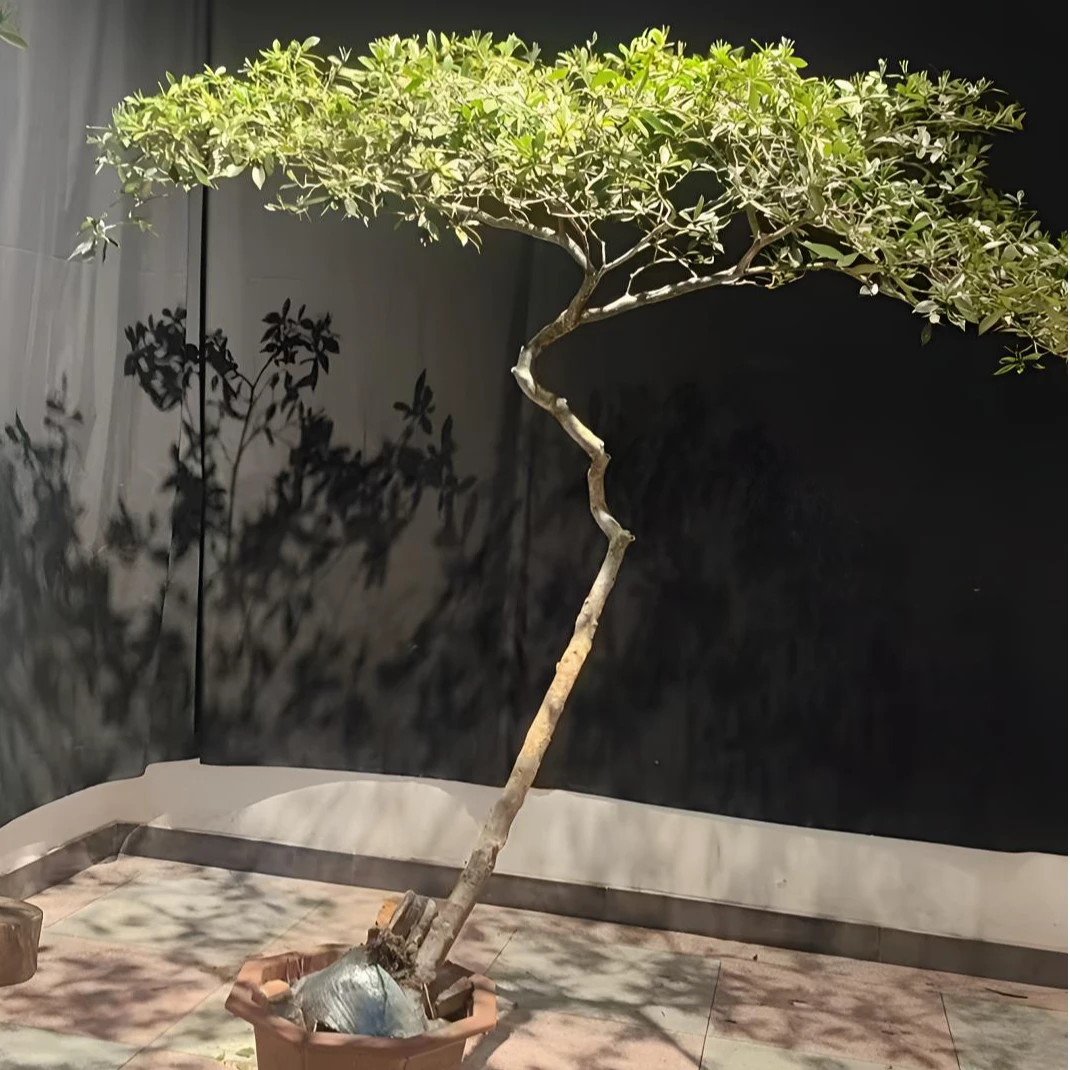 【栀香满庭】栀子花意境盆景茶空间盆景庭院盆景直播间一物一拍盆景