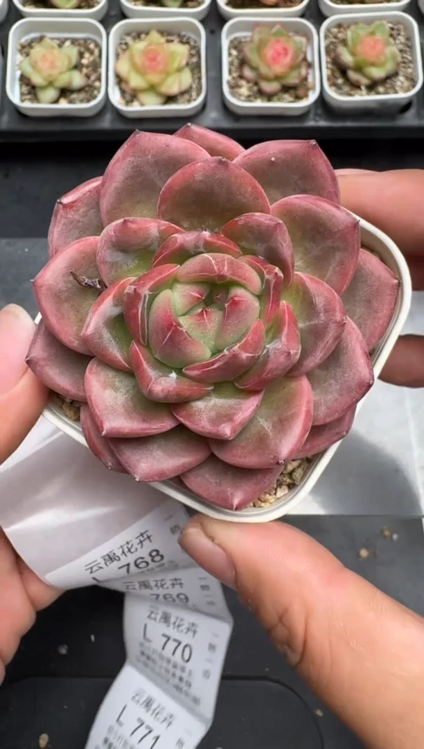 767L当天拍3颗包柚 带盆土纸巾打包 云禹花卉 珍妮多肉植物