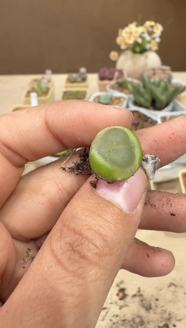 28-19多肉植物肉锥拉登