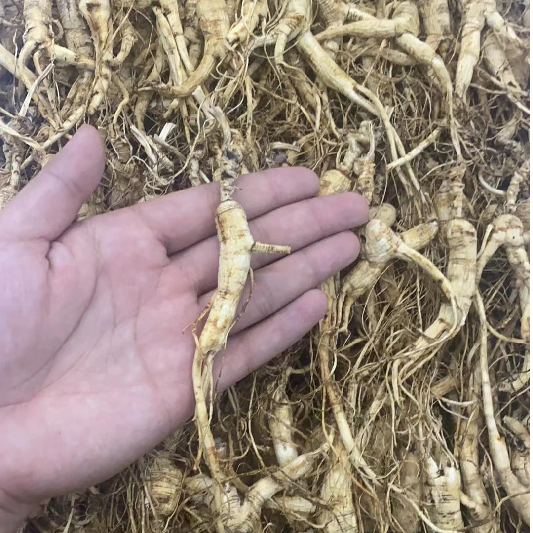 （吴哥推荐）（散装农产品）山参 送礼佳品