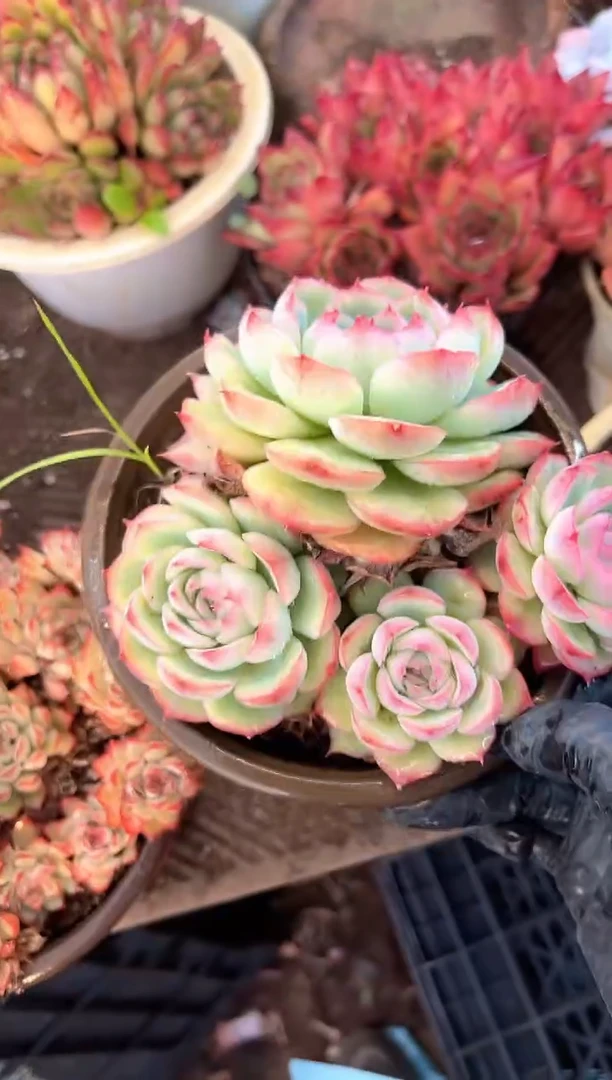 喵***代多肉植物一物一拍30307