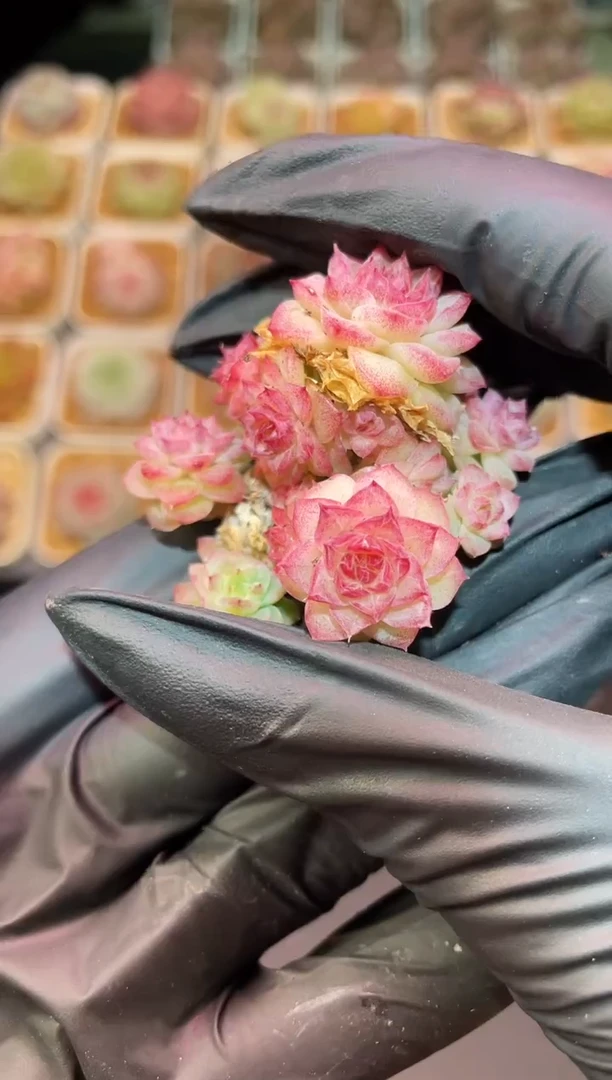 闪购1153 邀月多肉一颗