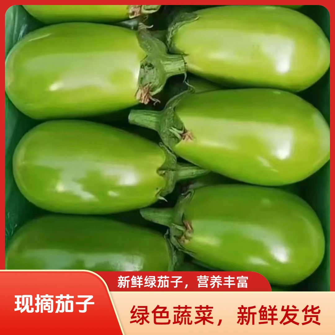 河南农家现摘时令新鲜蔬菜薄皮青皮茄子农家自种大号青茄子可生吃