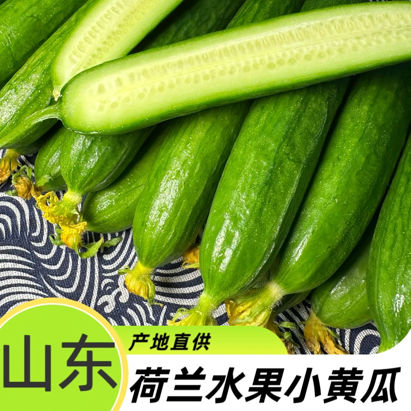 【新鲜】荷兰水果小黄瓜新鲜无刺小黄瓜批发新鲜小青瓜黄瓜水果整箱