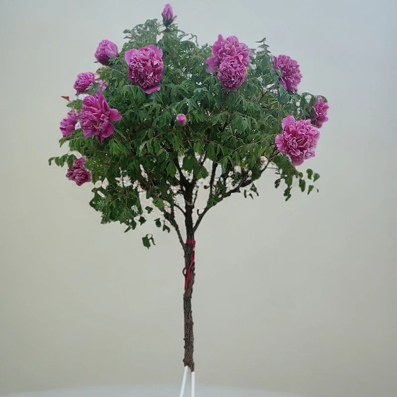 甘肃紫斑牡丹树花色纯正庭院观赏植物