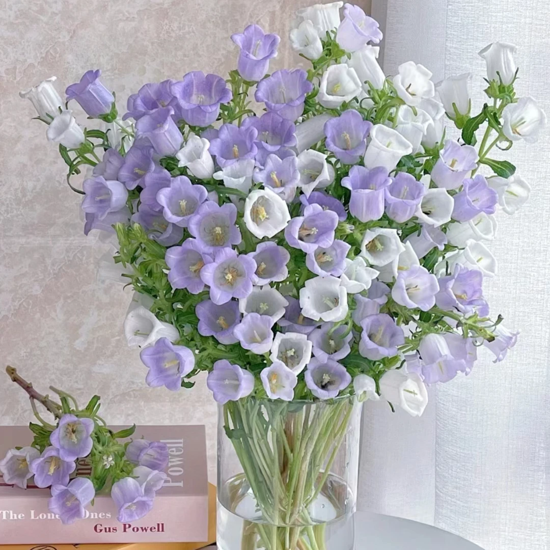 【风铃花】云南基地家用直发花期花卉长好养护氛围感十足风铃花鲜花