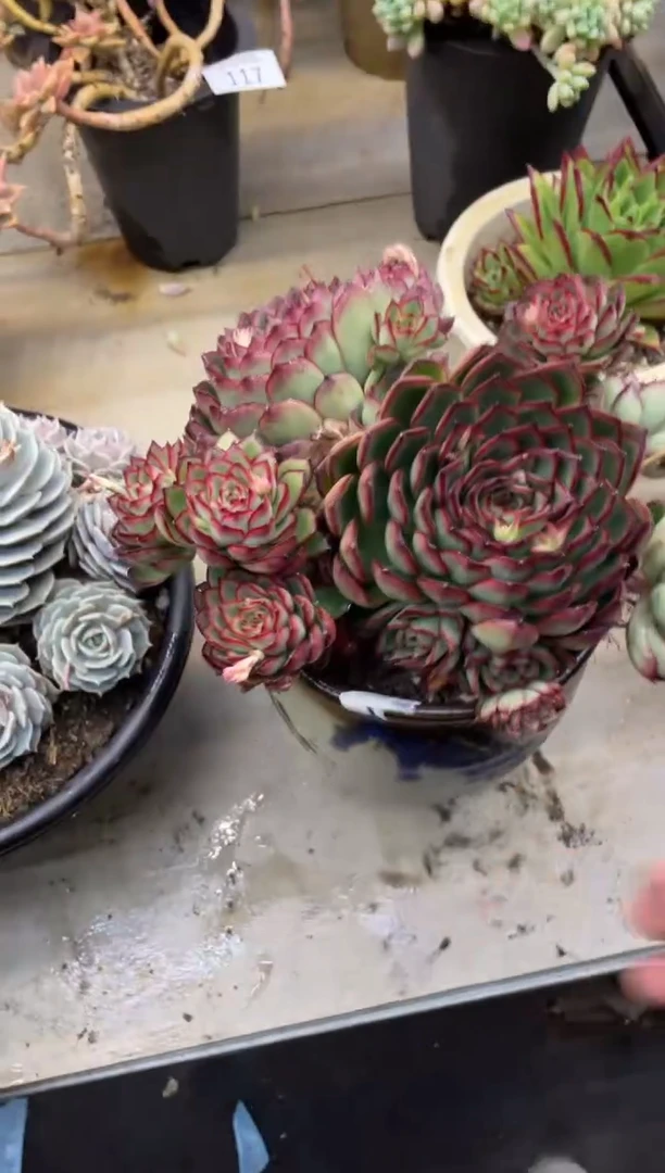 【闪购商品】121萤火虫