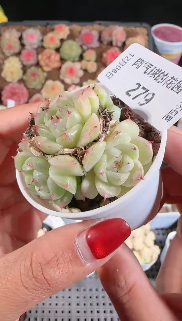 1208-279多肉群生不包整