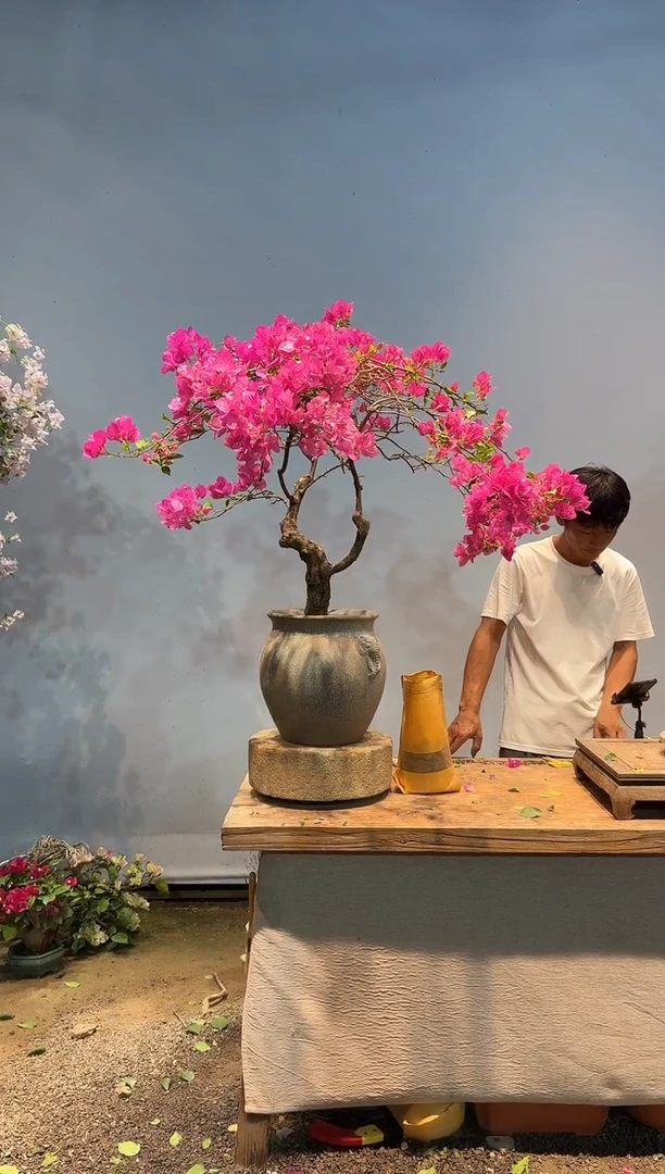 全部花朵爱****人三角梅17