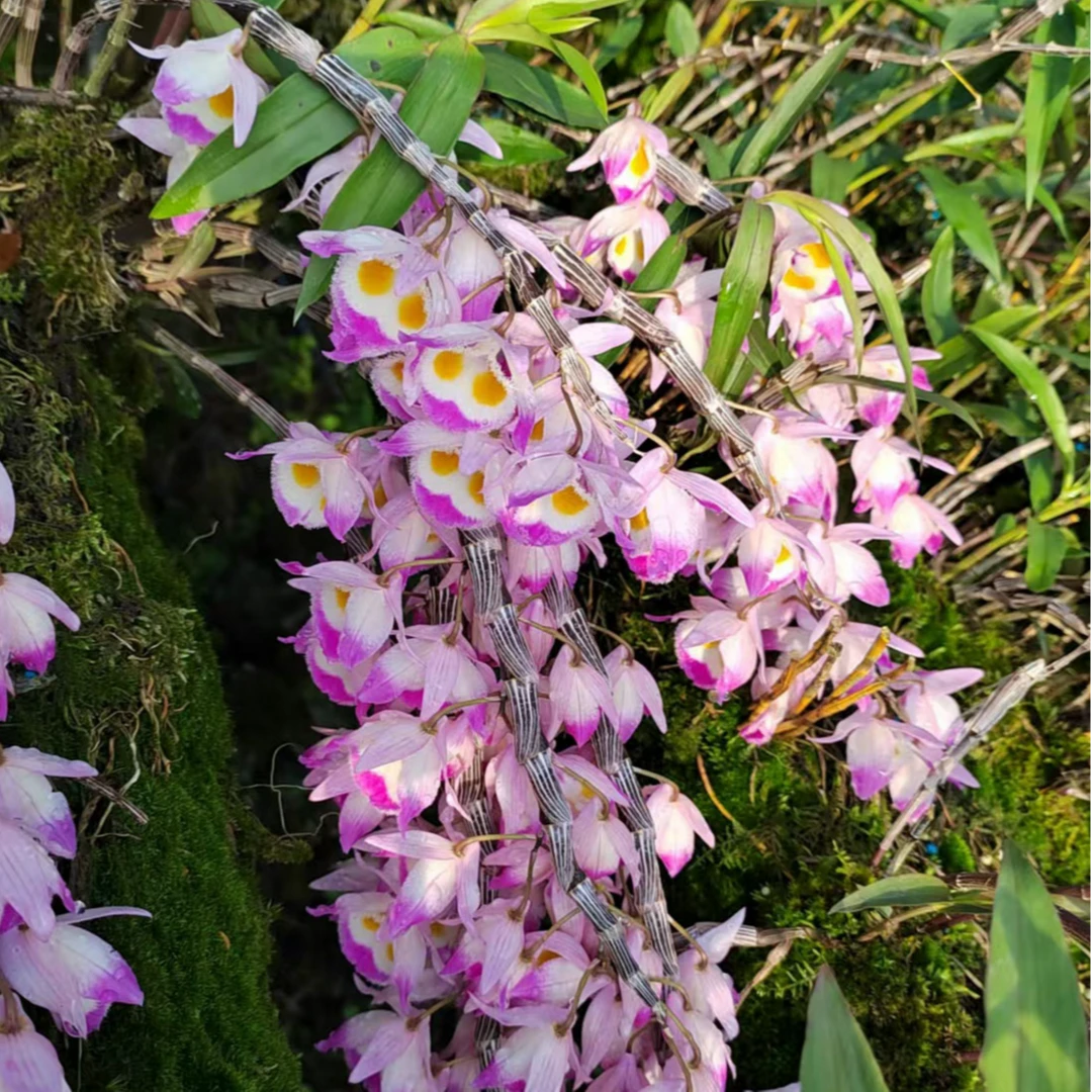 云南龙陵特产紫皮石斛兰