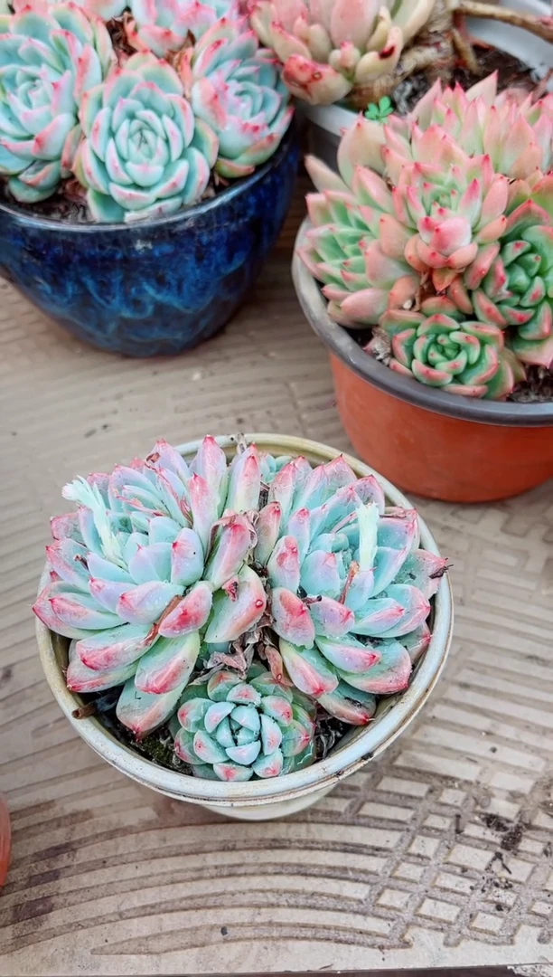 10077多肉植物一物一拍