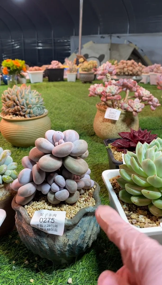 【闪购商品】0275a