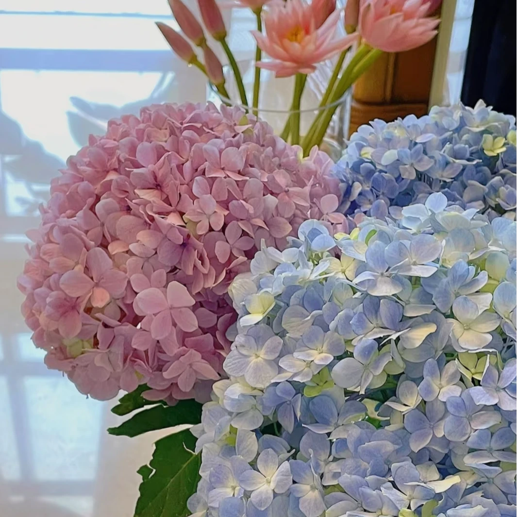 次日达绣球花三支混色游里云南现摘花束客厅高档摆设顺丰发货