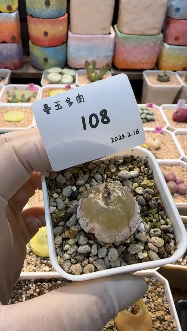 【闪购商品】25.2.16-108