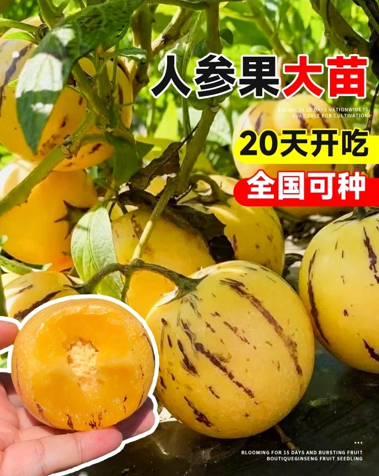 四季奶香人参果种子秧苗人生热带水果苗阳台盆栽果树苗种植种子Z