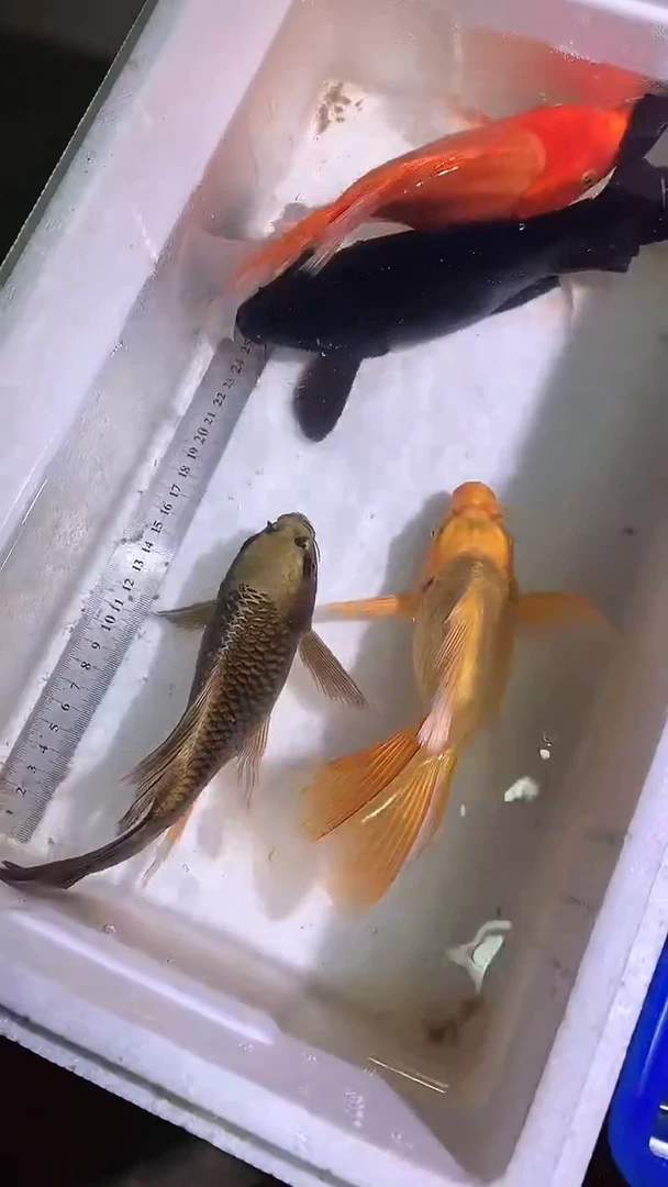 蝴蝶鲤鱼蝴蝶鲤直播选鱼专用链接 凭开箱视频售后