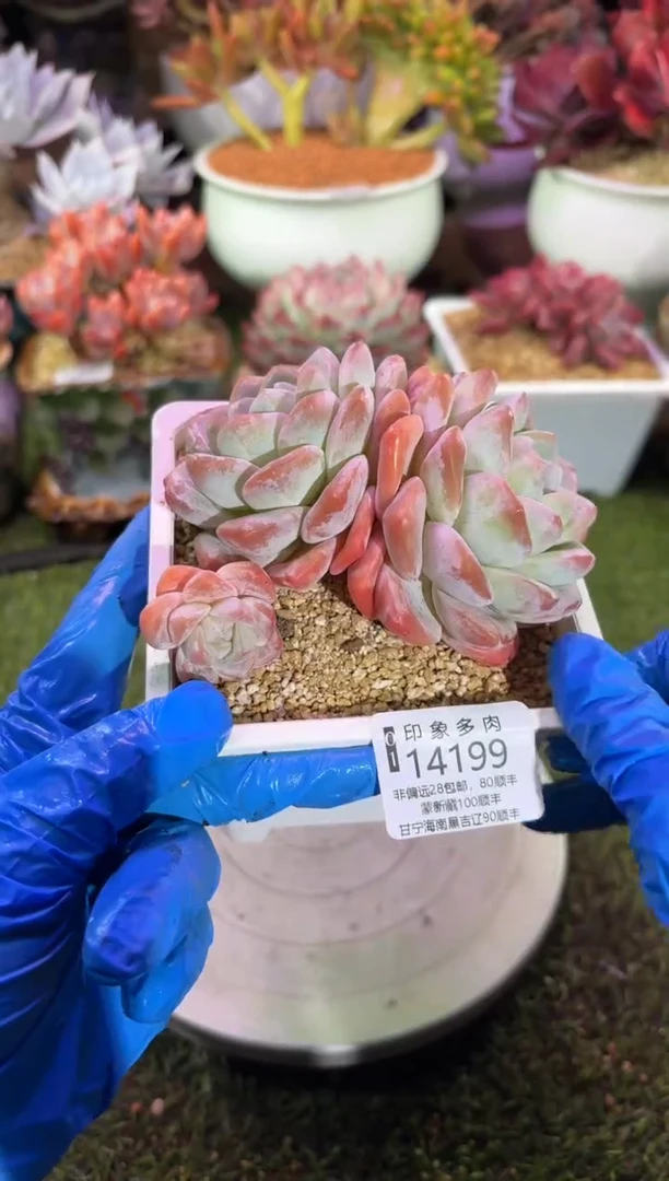 【闪购商品】14199