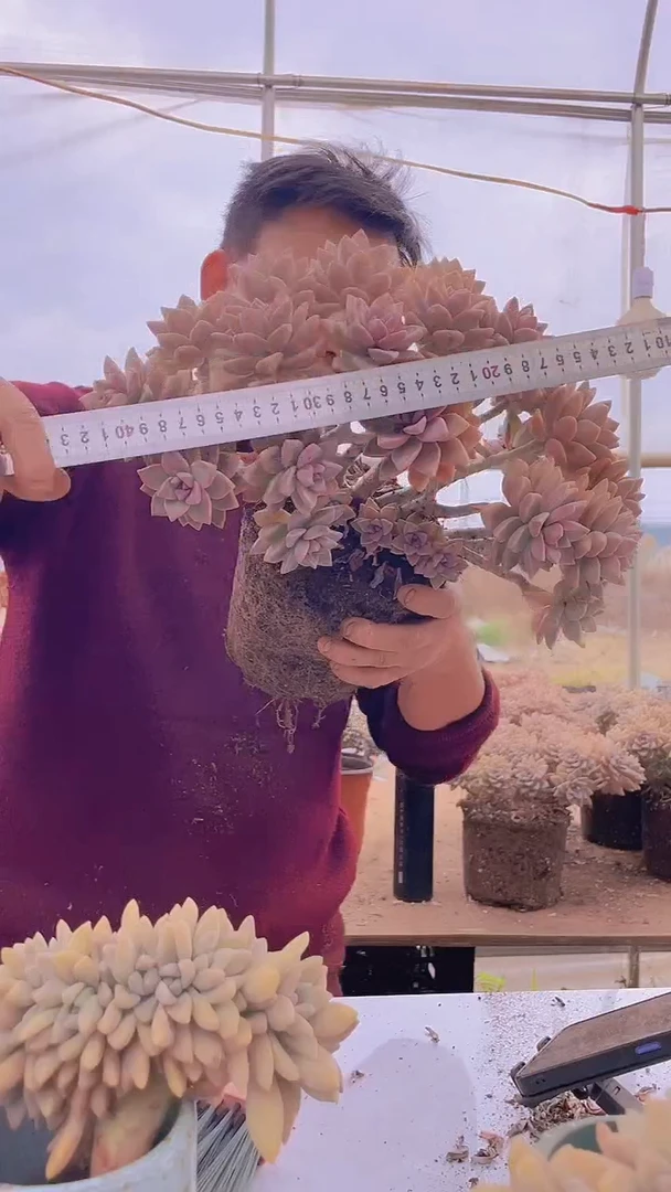 【闪购商品】缀化260