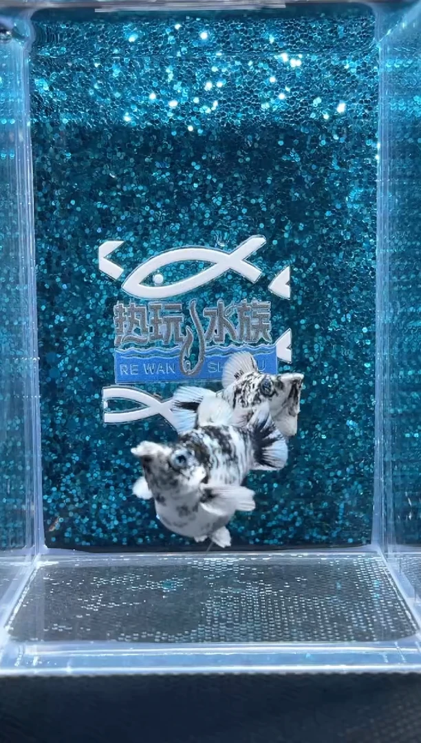 孔雀鱼水墨2母鱼