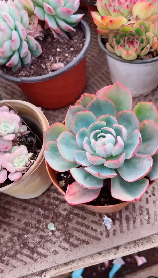 迷***?多肉植物一物一拍29171