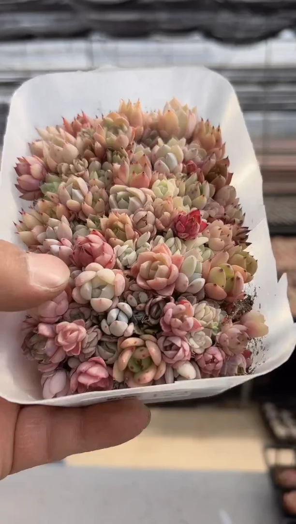 【闪购商品】新款多肉-122