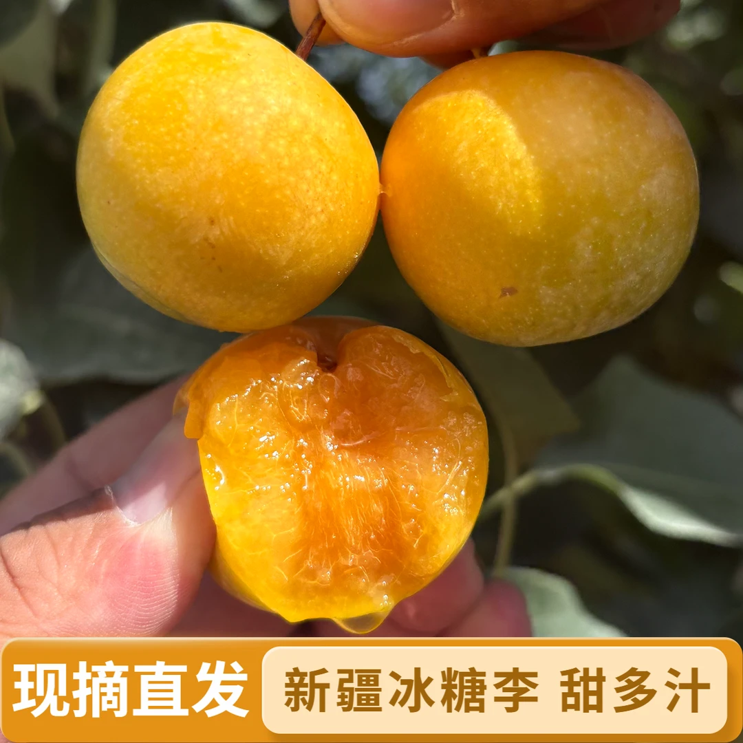 顺丰包邮新疆沙漠冰糖李润甜多汁新鲜采摘蜂糖李直发李子清甜可口