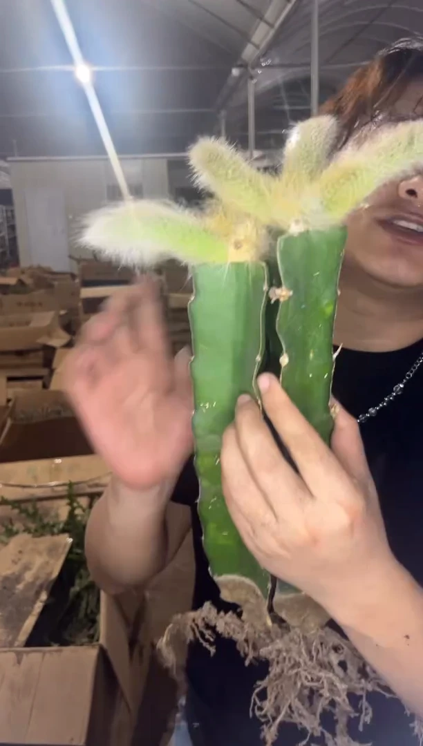 5颗 母本 九尾狐【嫁接】不指定带侧芽