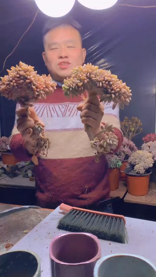 【闪购商品】缀化273