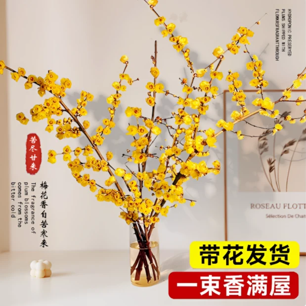 年宵腊梅鲜切花热卖中，鄢陵蜡梅 浓香型腊梅 干枝腊梅 泡水开花