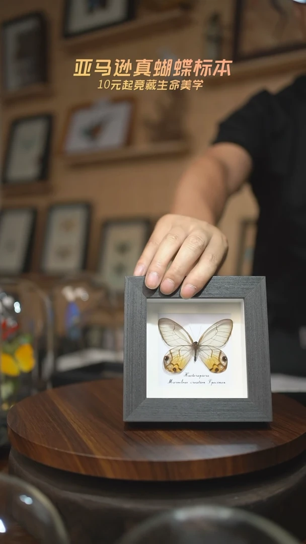 有机玻璃黄晶眼蝶四寸方框